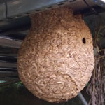 スズメバチ巣普通自動車タイヤ大