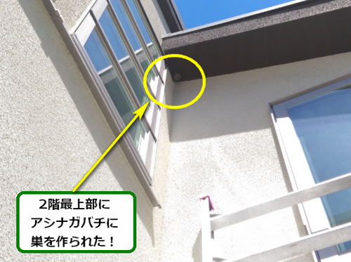 アシナガバチ駆除軒下