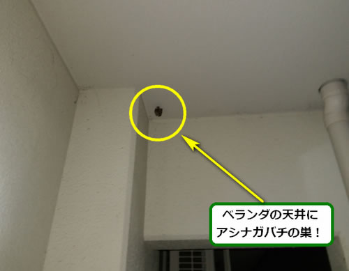 アシナガバチ駆除ベランダ