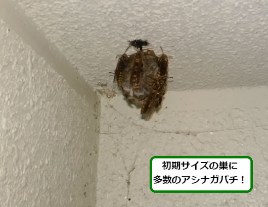 アシナガバチの巣駆除べランダ