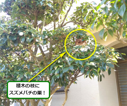 スズメバチ駆除植木
