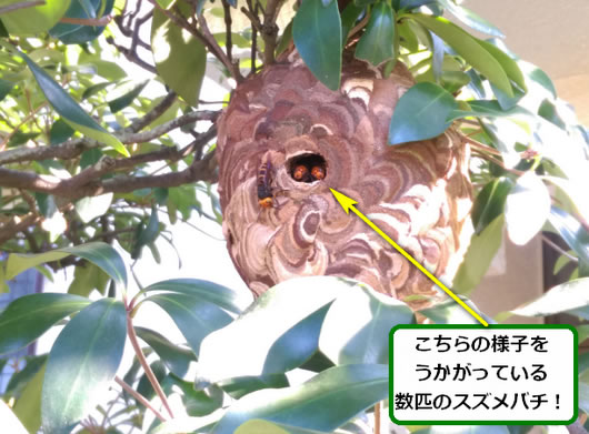 スズメバチの巣駆除植木