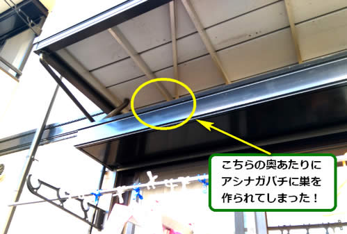 アシナガバチ駆除ベランダ