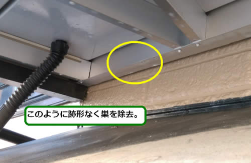 アシナガバチの巣駆除ベランダ