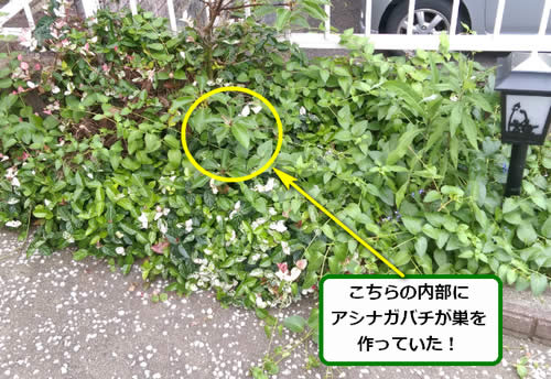 アシナガバチの巣駆除植え込み