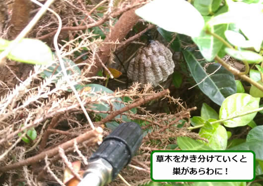 アシナガバチの巣駆除植え込み