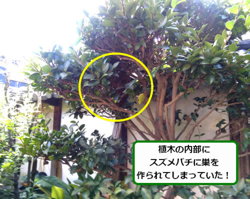 スズメバチ駆除植木