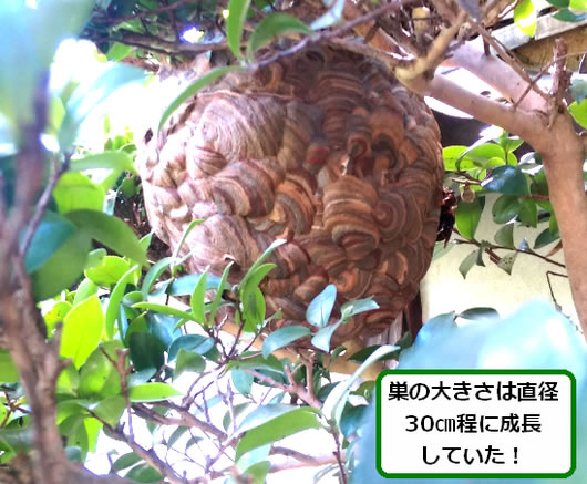 スズメバチの巣駆除植木