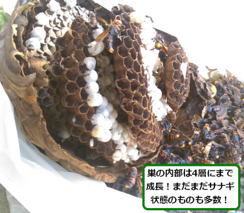 スズメバチの巣