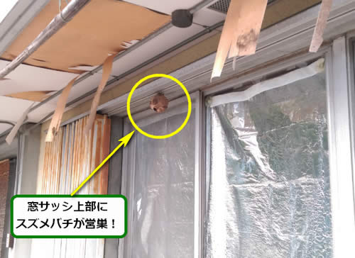 スズメバチ駆除窓枠