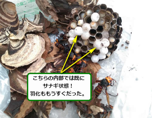 スズメバチの巣