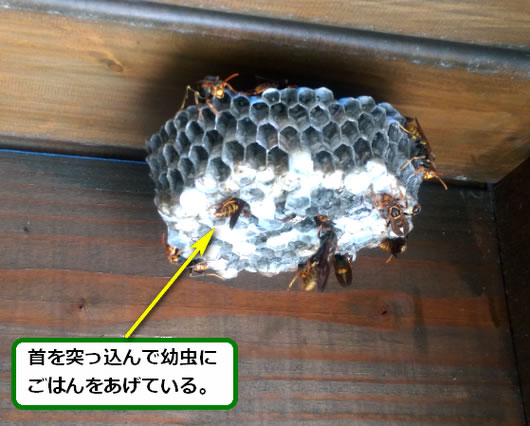アシナガバチの巣駆除ガレージ