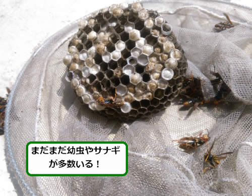 アシナガバチの巣