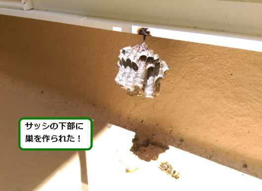 アシナガバチの巣駆除サッシ