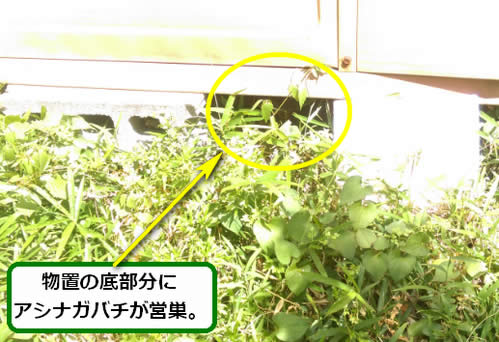アシナガバチ駆除物置