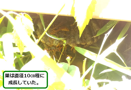 アシナガバチの巣駆除物置