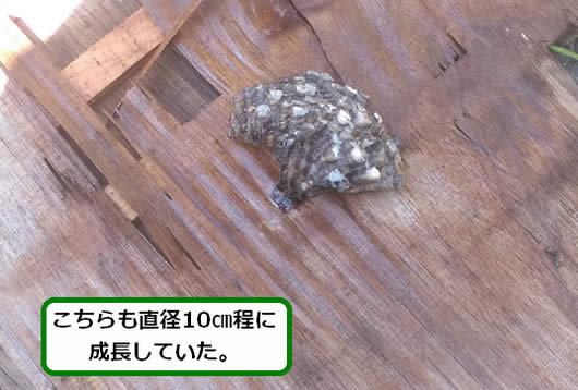 アシナガバチの巣駆除廃材