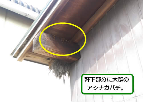 アシナガバチ駆除軒下