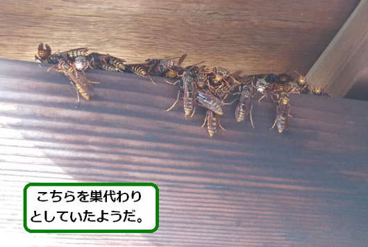 アシナガバチ駆除軒下