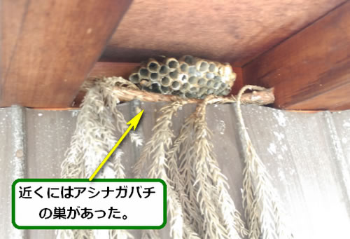 アシナガバチの巣駆除物置小屋