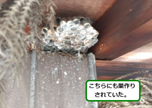 アシナガバチの巣駆除物置小屋