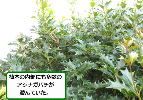 アシナガバチ駆除植木