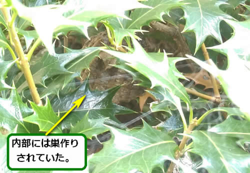 アシナガバチの巣駆除植木