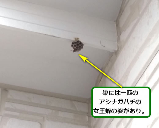 アシナガバチの巣駆除軒下