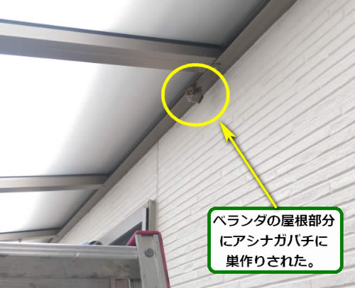 アシナガバチ駆除ベランダ