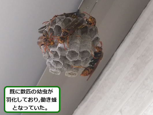 アシナガバチの巣駆除ベランダ
