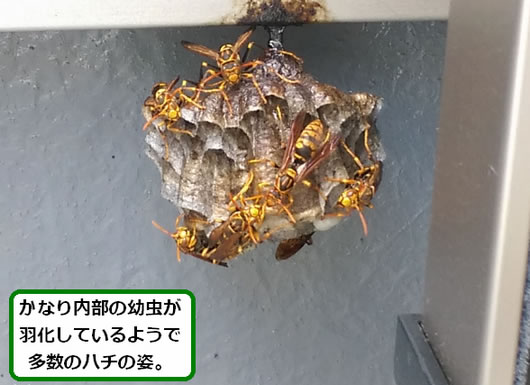アシナガバチの巣駆除ベランダ