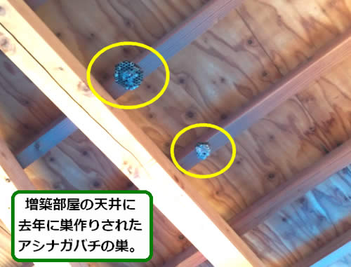 アシナガバチの巣駆除過去巣