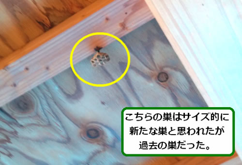 アシナガバチの巣駆除物置小屋