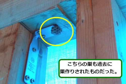 アシナガバチの巣駆除過去巣