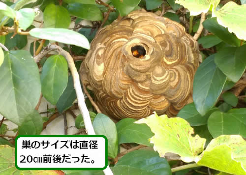 スズメバチの巣駆除外壁つた