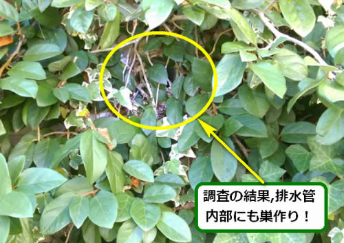 スズメバチ駆除壁面排水管