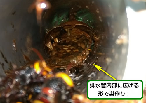 スズメバチの巣駆除壁面排水管