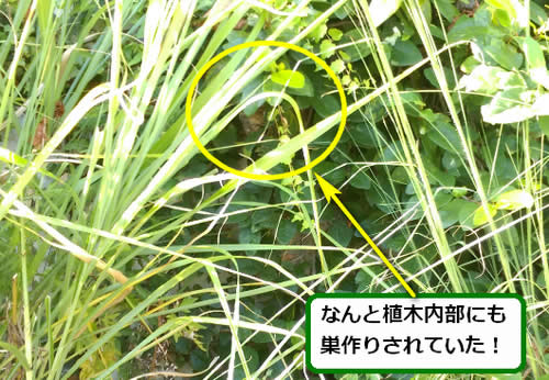 スズメバチ調査植木内部