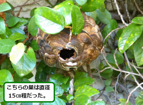 スズメバチの巣駆除植木内部