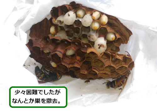 ヒメスズメバチの巣