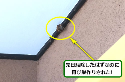 アシナガバチ駆除ベランダ天井