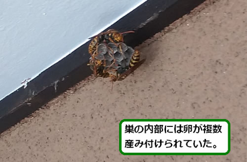 アシナガバチの巣駆除ベランダ天井