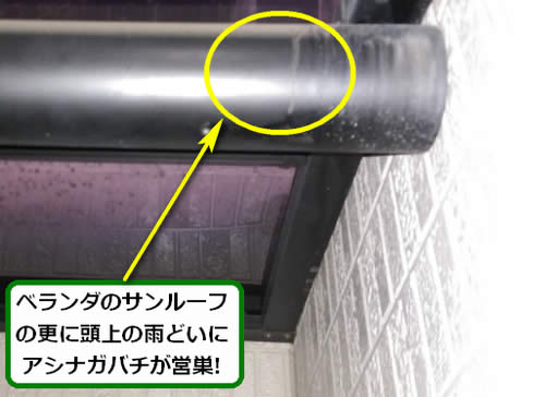 アシナガバチ駆除ベランダ