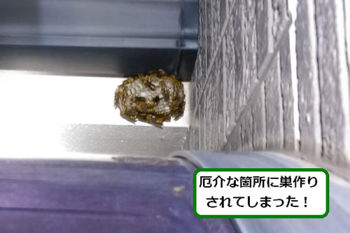 アシナガバチの巣駆除高所作業