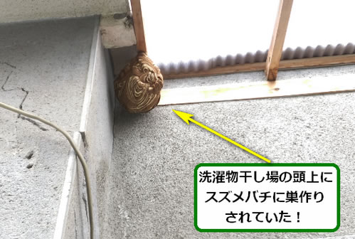 スズメバチ駆除ベランダ