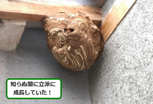 スズメバチの巣駆除ベランダ