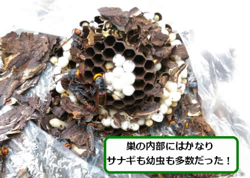 コガタスズメバチの巣内部