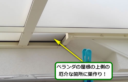 アシナガバチ駆除ベランダ死角