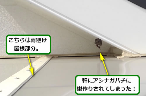 アシナガバチの巣駆除ベランダ死角