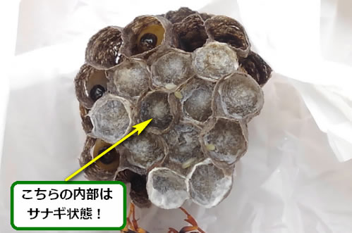アシナガバチの巣サナギ